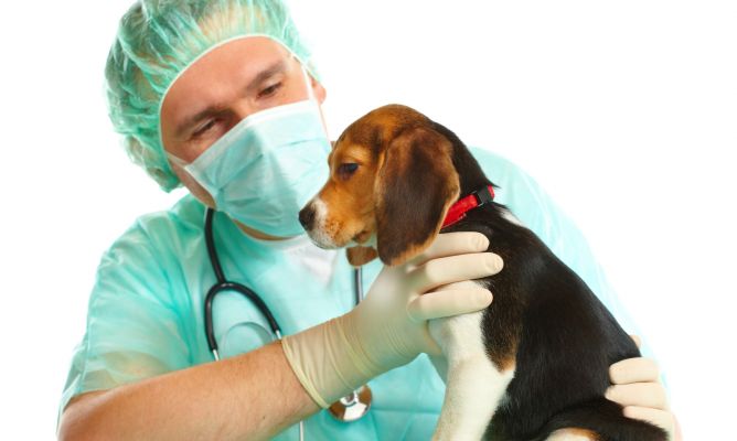 El Perro Del Hortelano Preguntas Y Respuestas
